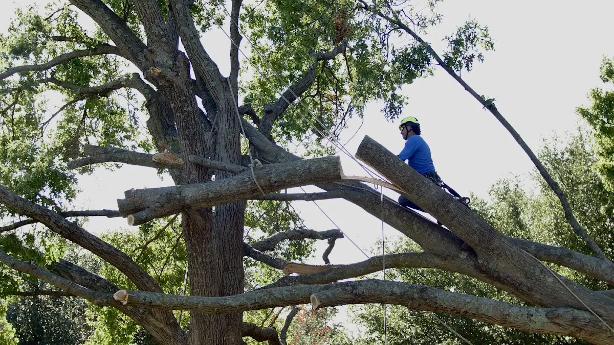 Professional Crown Thinning performed by certified arborists in Tampico
